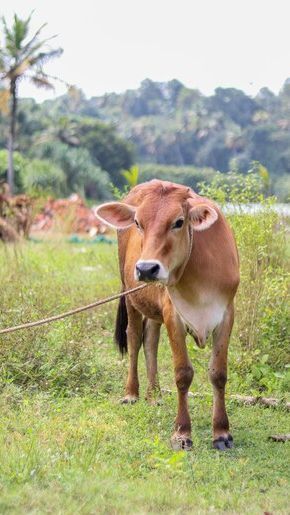 Satu Warga Gunungkidul Suspeks Antraks, Kini Dirawat di RS