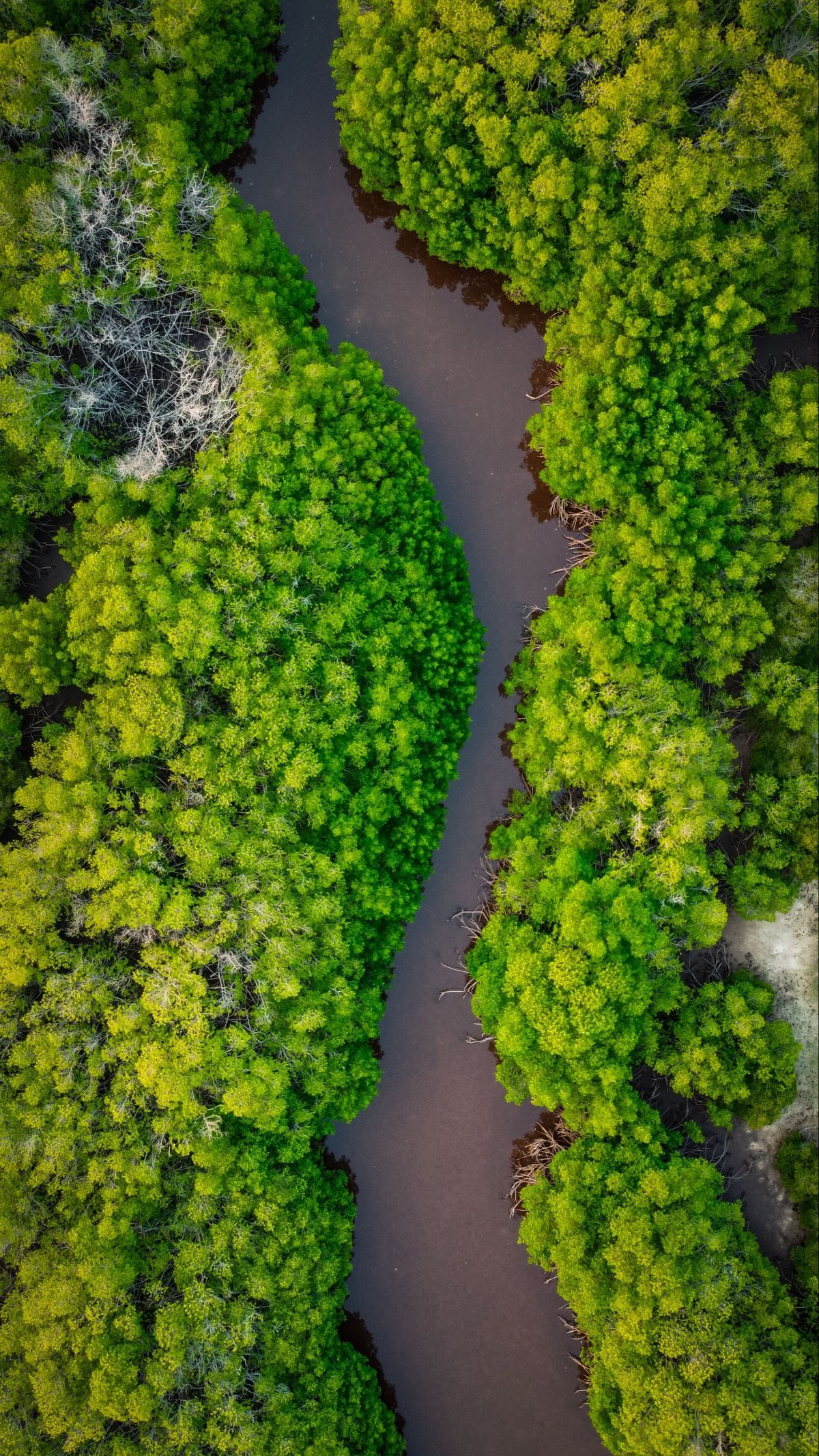 Wisata Mangrove Surabaya Penuh Pesona Alam, Patut Dikunjungi