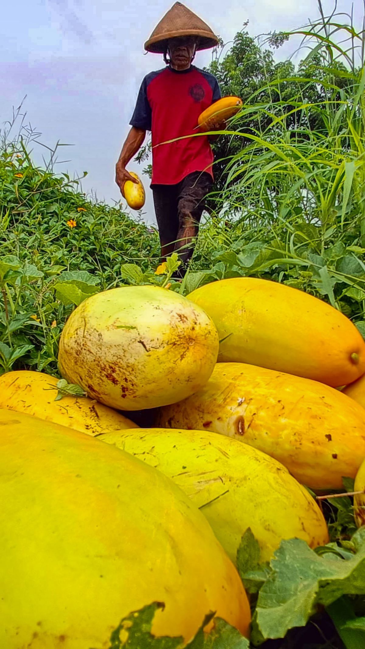 FOTO: Geliat Petani Panen Timun Suri, Buah yang Hanya Ada Saat Ramadan