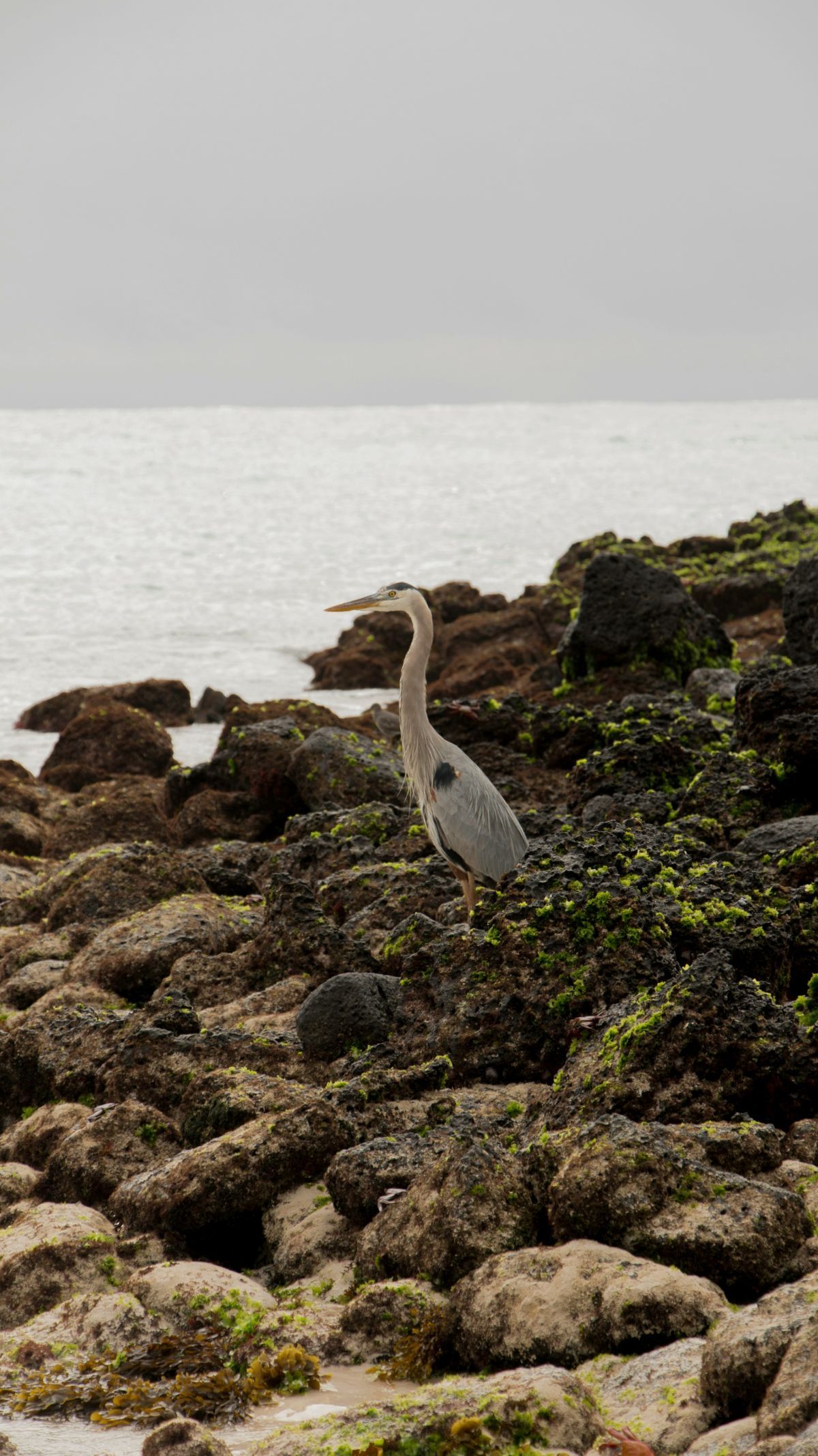 16 Burung Paling Eksotis dan Langka, Hanya Ada di Kepulauan Galapagos!