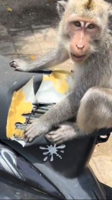 Viral Monyet di Pura Uluwatu Makan Jok Motor, Bikin Warganet Heran