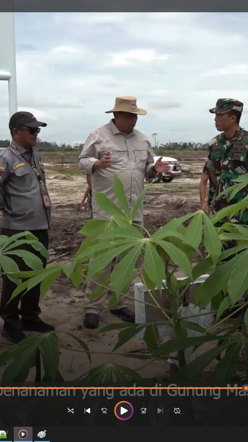 Panen Raya Food Estate di Gunung Mas