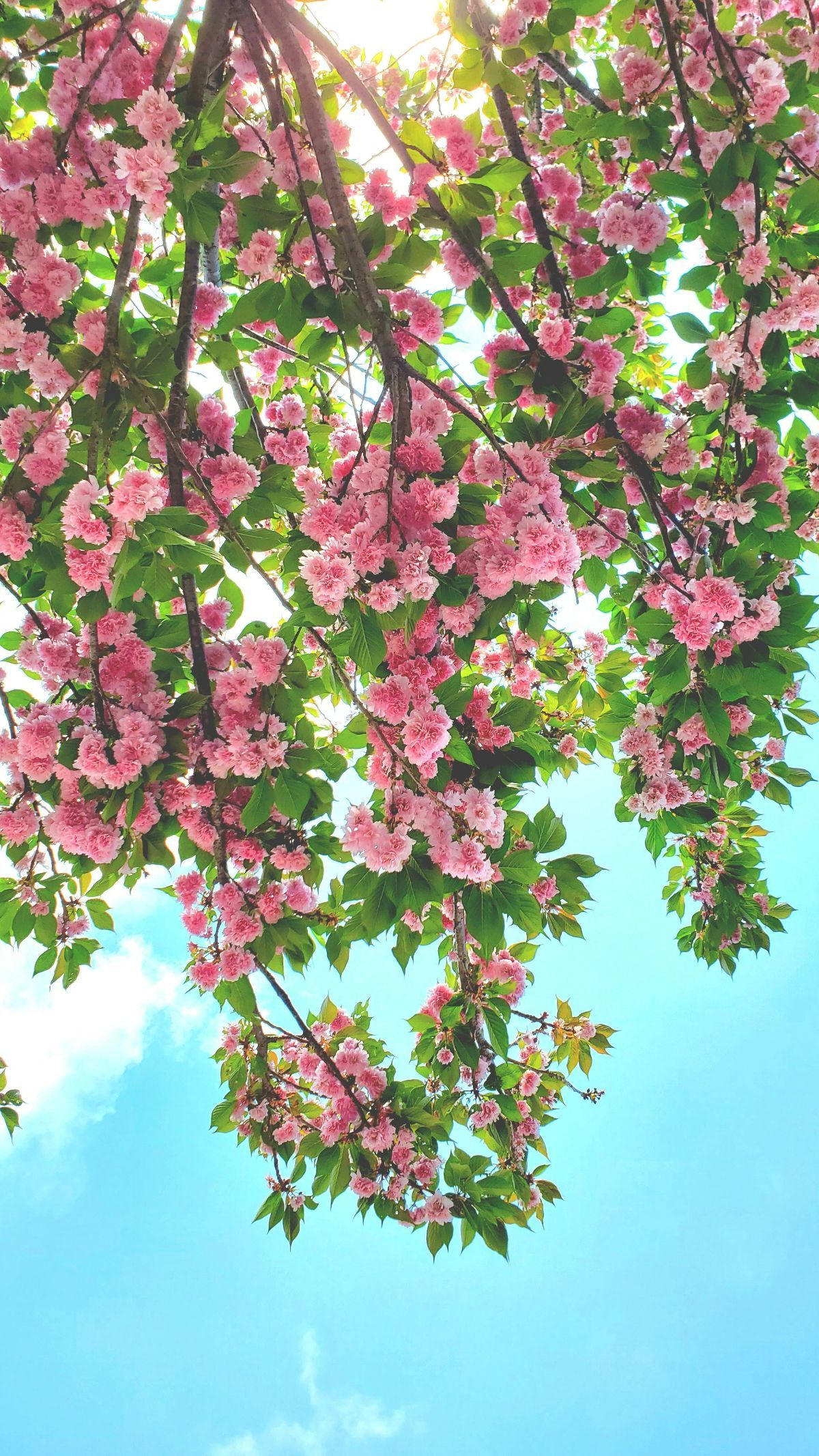 9 Jenis Tumbuhan yang Tetap Berbunga Sepanjang Tahun, Bahkan Saat Musim