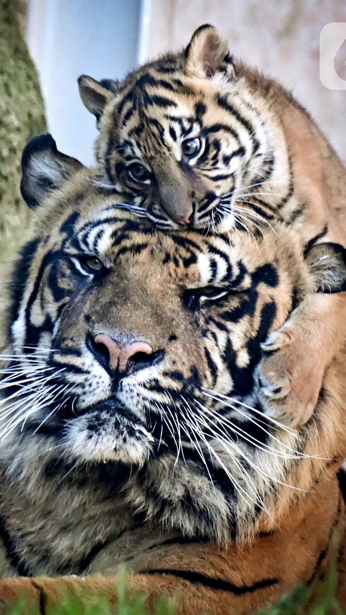 Fakta Konflik Harimau-Manusia di Suoh Lampung Barat, Seorang Warga Diterkam hingga Pembakaran Kantor TNBBS