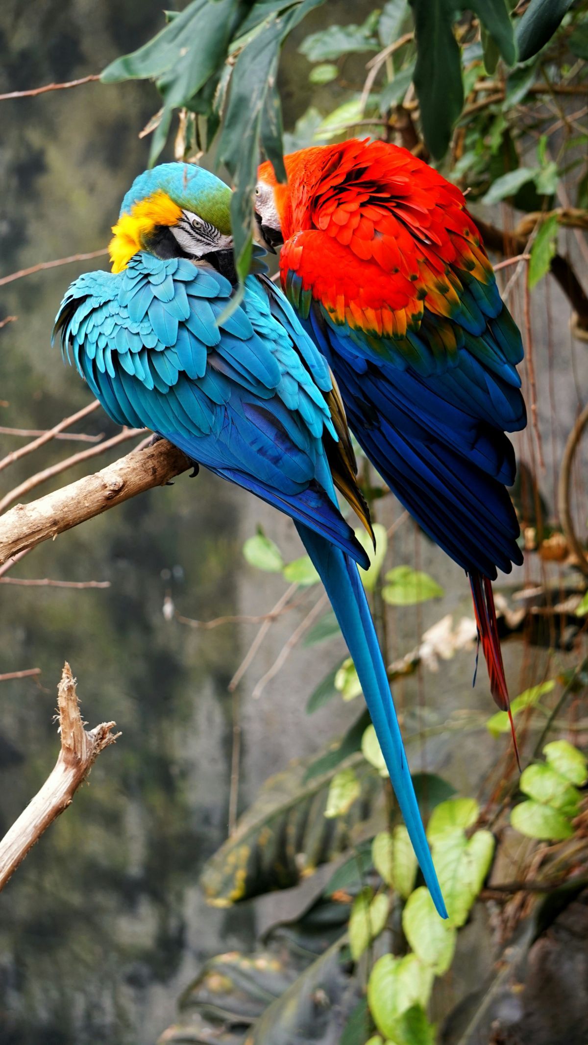 30 Makhluk Bumi yang Punya Warna Mirip Pelangi, Cantik dan Eksotis