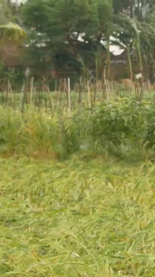 Puluhan Hektare Lahan Pertanian di Lumajang Rusak dan Terancam Gagal Panen Setelah Diterjang Angin Kencang