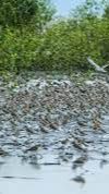 Taman Nasional Berbak Sembilang, Lahan Mangrove Terbesar di Indonesia Barat Bisa Melihat Tapir dan Burung Air