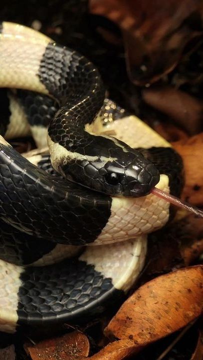 Mitos Ular Weling, Jadi Pertanda Kesialan hingga Dianggap Jelmaan Jin