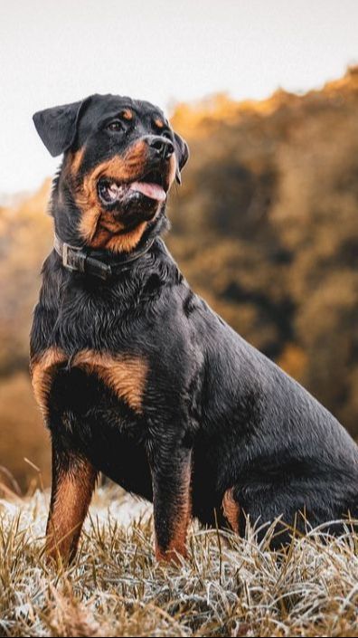 Aksi 'Heroik' Anjing Selamatkan Petani dari Serangan Beruang