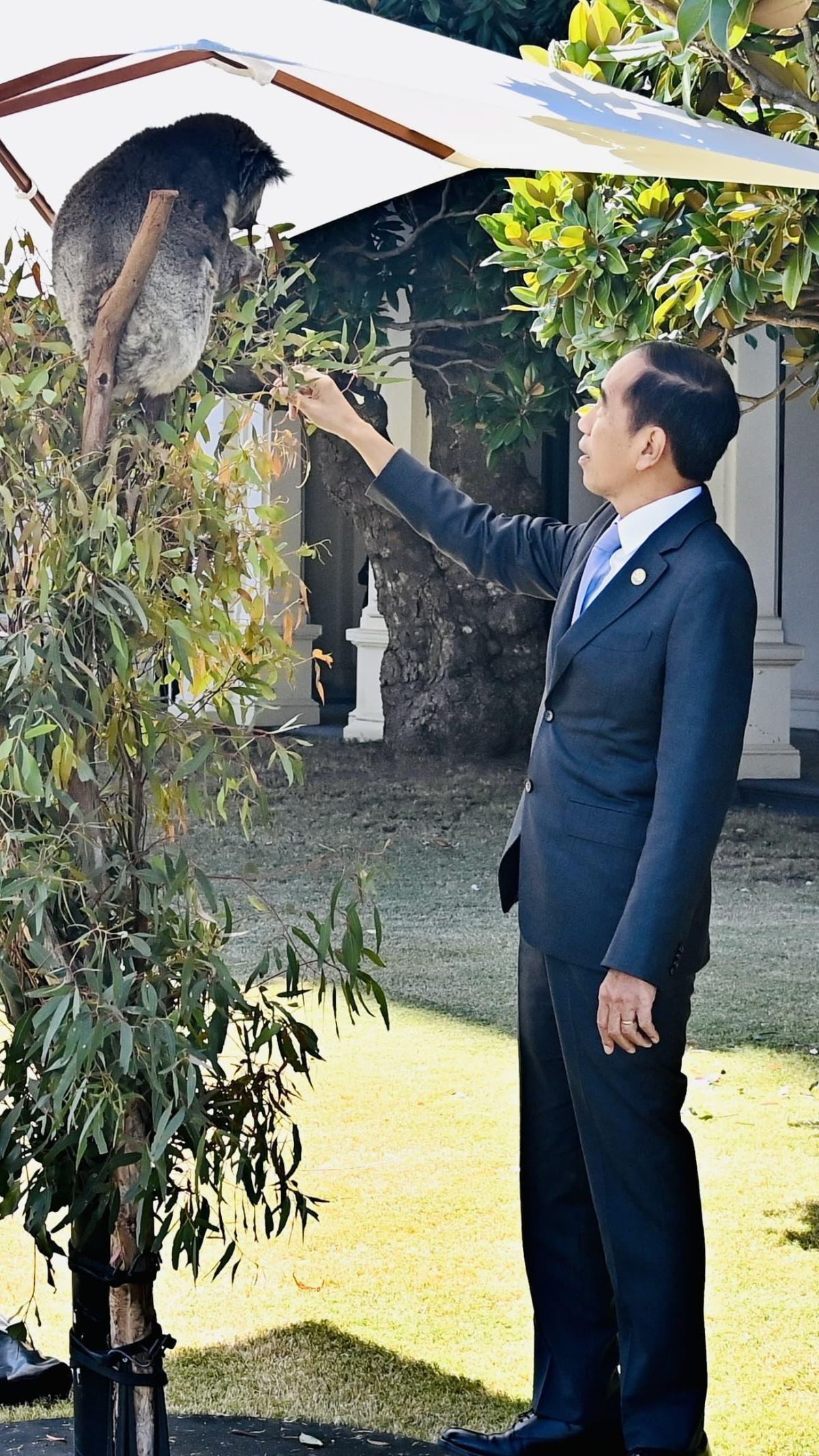 Momen Jokowi Berinteraksi dengan Koala di Australia