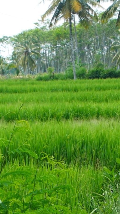 Bapanas: Jawa Timur, Jawa Tengah, Jawa Barat Mulai Panen, Mudah-mudahan April Harga Beras Mulai Normal