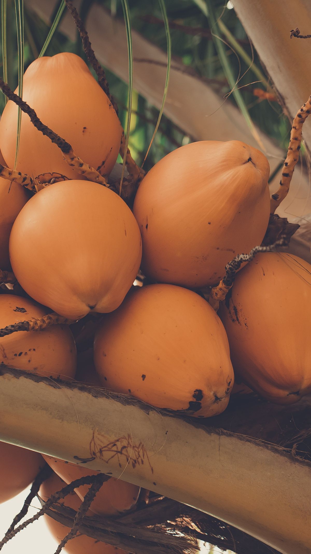 Pemerintah Bakal Sulap Buah Kelapa Tak Layak Konsumsi Jadi Bahan Bakar Pesawat