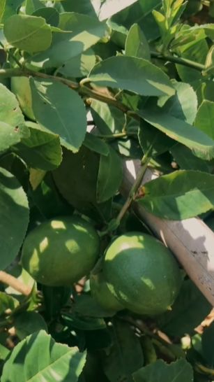 Miliki Kebun dan Produk Lemon, SMAN di Sumedang Ini Latih Para Siswa jadi Entrepreneur