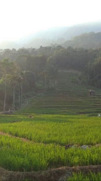 Eks Mentan: Mekanisasi Pertanian Dibutuhkan untuk Mewujudkan Ketahanan Pangan Nasional