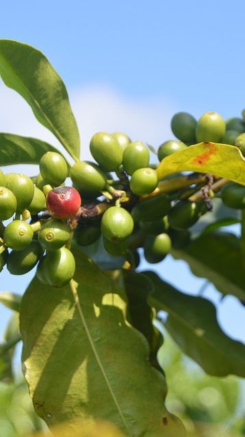 Dukung Pertanian Berkelanjutan, Surveyor Indonesia Gandeng Sekolah Tani Replanting Tanaman Kopi