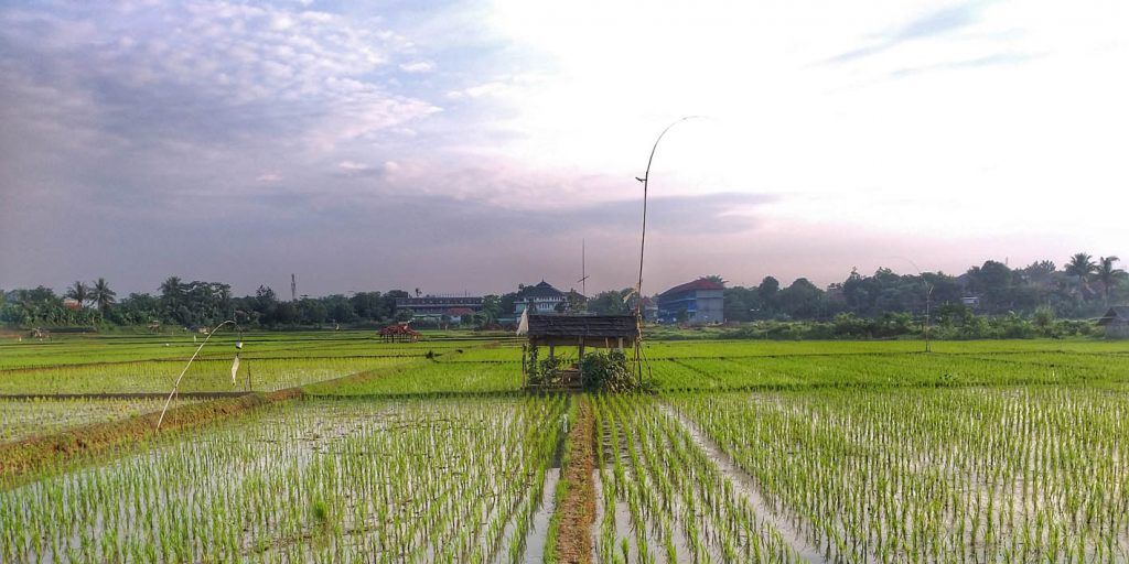 Kisah di Balik Lumbung Padi di Purwakarta, Ternyata Bikinan Kerajaan Mataram