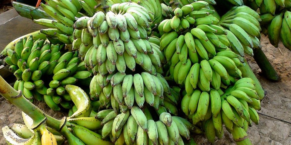 Suhu Bumi Makin Panas, Petani di Korea Mulai Tanam Pisang hingga Pepaya