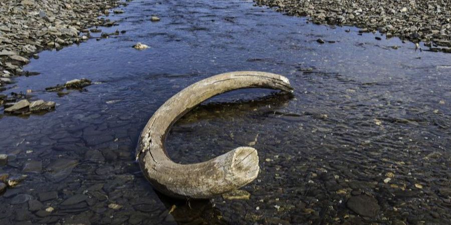 Sedang Memancing di Sungai dengan Ayahnya, Bocah Ini Temukan Tulang Gajah Purba Berusia 100.000 Tahun