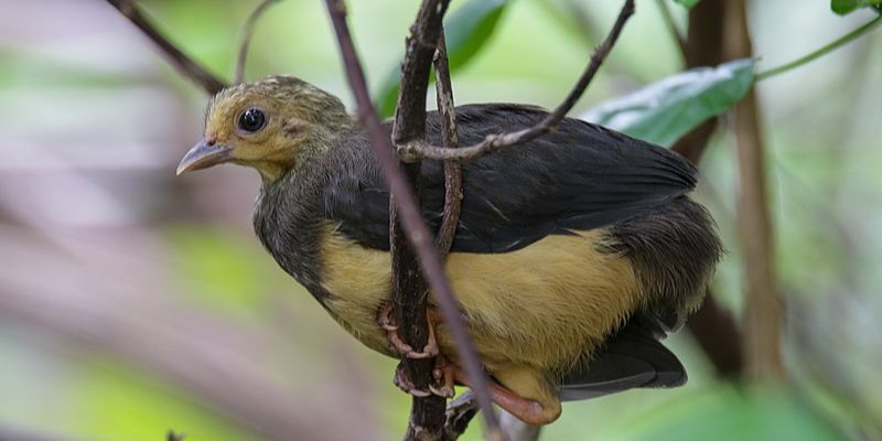 Kenalan dengan Maleo Senkawor, Burung Unik dan Terancam Punah yang Hanya Ditemukan di Pulau Sulawesi