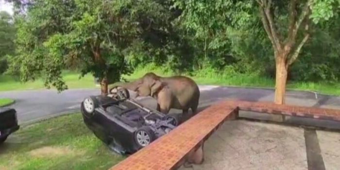 Insiden Gajah di Taman Nasional Khao Yai Akibatkan Mobil Wisatawan Terbalik