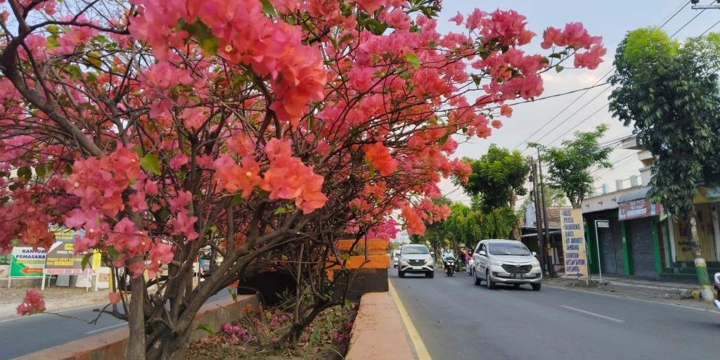 Mitos Bunga Bougenville, Bisa Ganggu Keharmonisan Rumah Tangga