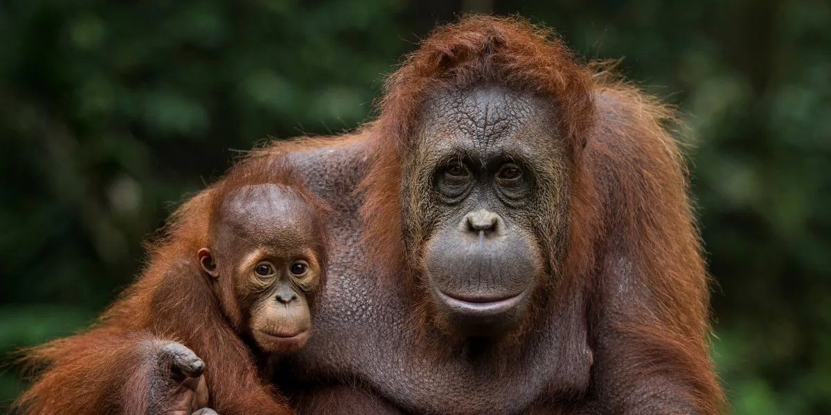 Mengupas Hari Orangutan Sedunia, Ini Sejarah dan Fakta Primata Asli Indonesia