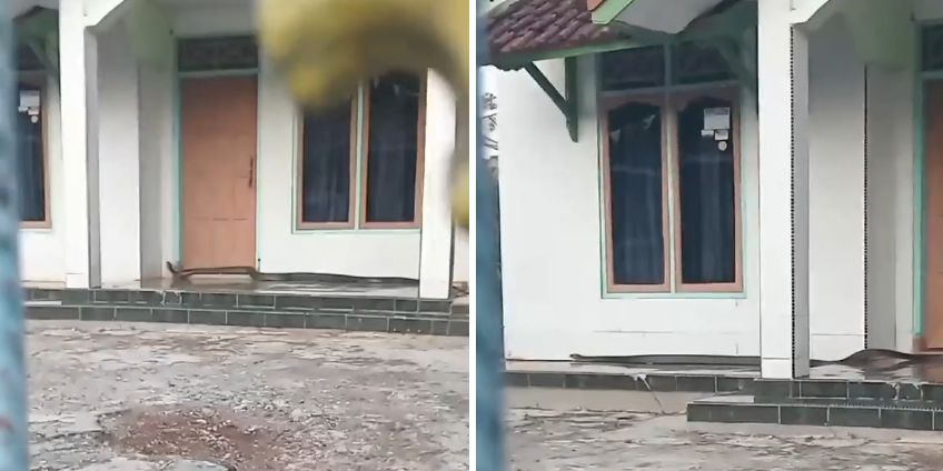 Viral Kemunculan King Kobra Sepanjang 5 Meter di Depan Rumah Warga, Begini Penampakannya