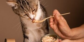 Kucing Makan Nasi? Ternyata Ini yang Harus Diperhatikan dan Efeknya Terhadap Tubuh Kucing