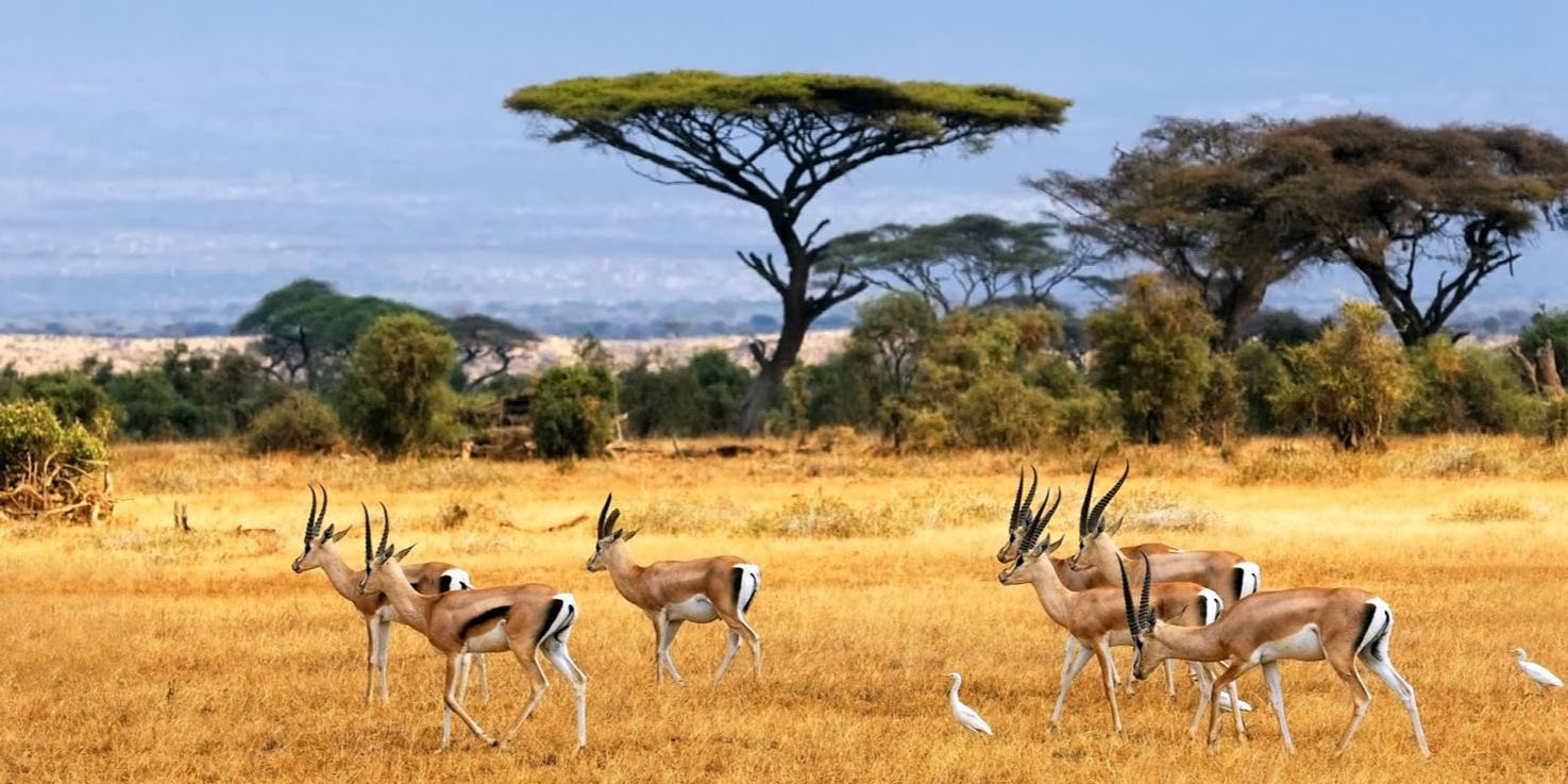 Transformasi Taman Nasional Baluran dari Masa ke Masa, Berawal dari Hutan Jati Kini Terkenal sebagai Africa Van Java