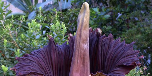 Titan Arum, Flora Endemik Indonesia dengan Bunga Majemuk Terbesar di Dunia