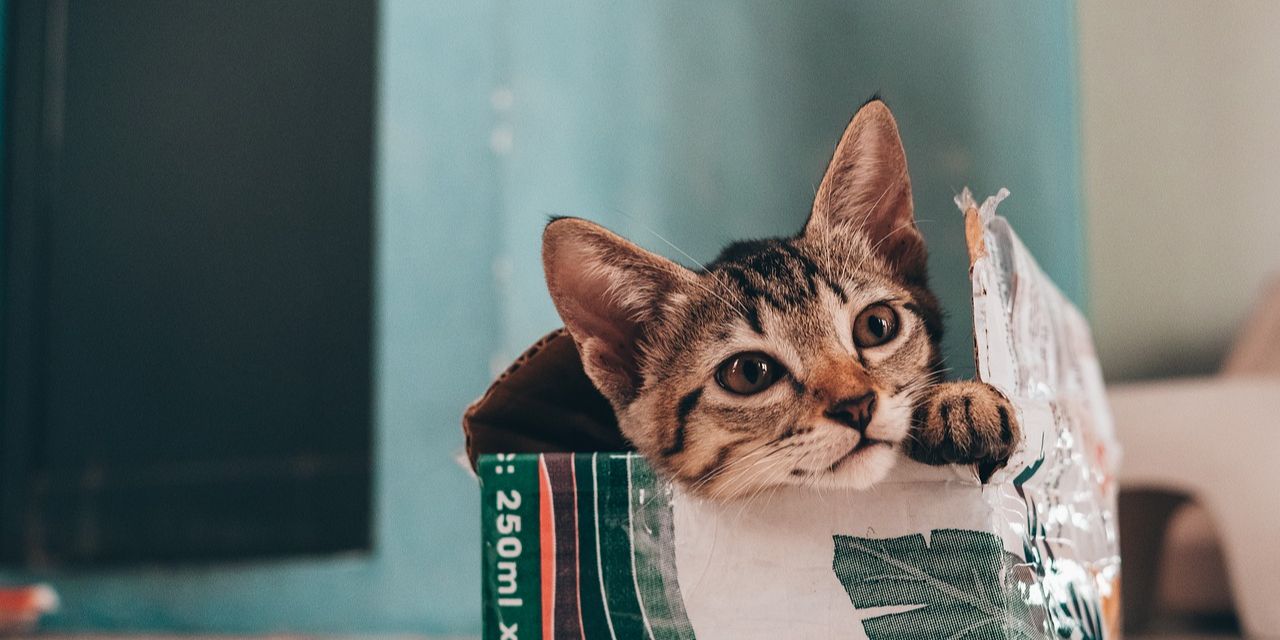 Apakah Bulu Kucing Bisa Menyebabkan Asma? Ini Penjelasan Lengkapnya