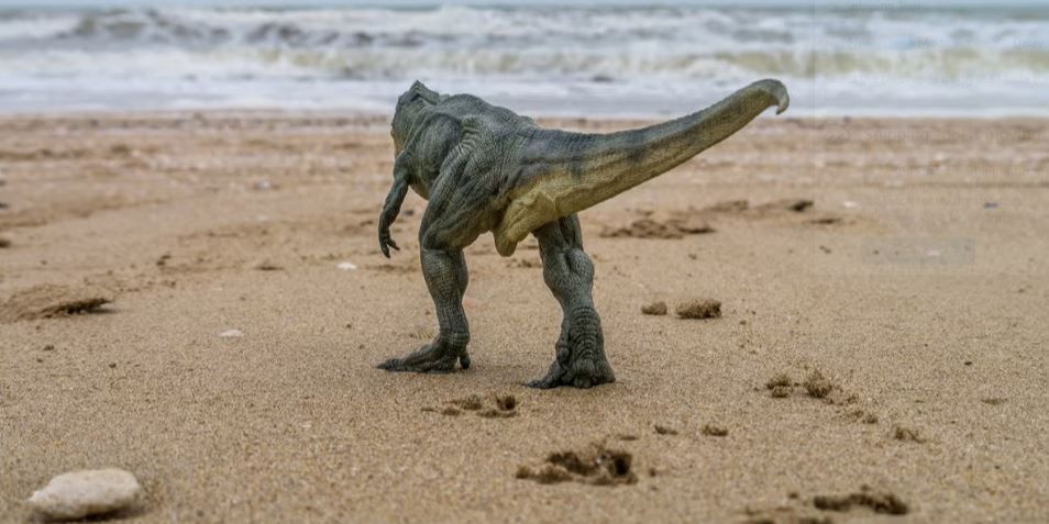 Niat Cari Kerang di Pantai, Bocah 10 Tahun Temukan 5 Jejak Kaki Dinosaurus