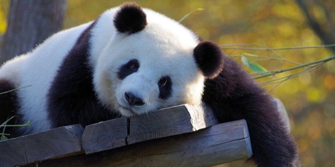 8 Fakta Unik Hewan Panda, Pintar Berkamuflase