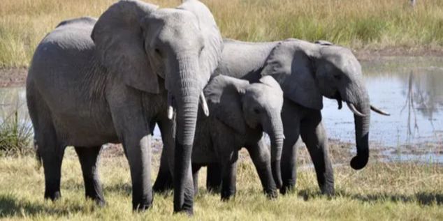 Negara Ini Bakal Bunuh 83 Gajah, 50 Banteng, dan 30 Kudanil Agar Dagingnya Bisa untuk Makan Rakyat yang Kelaparan