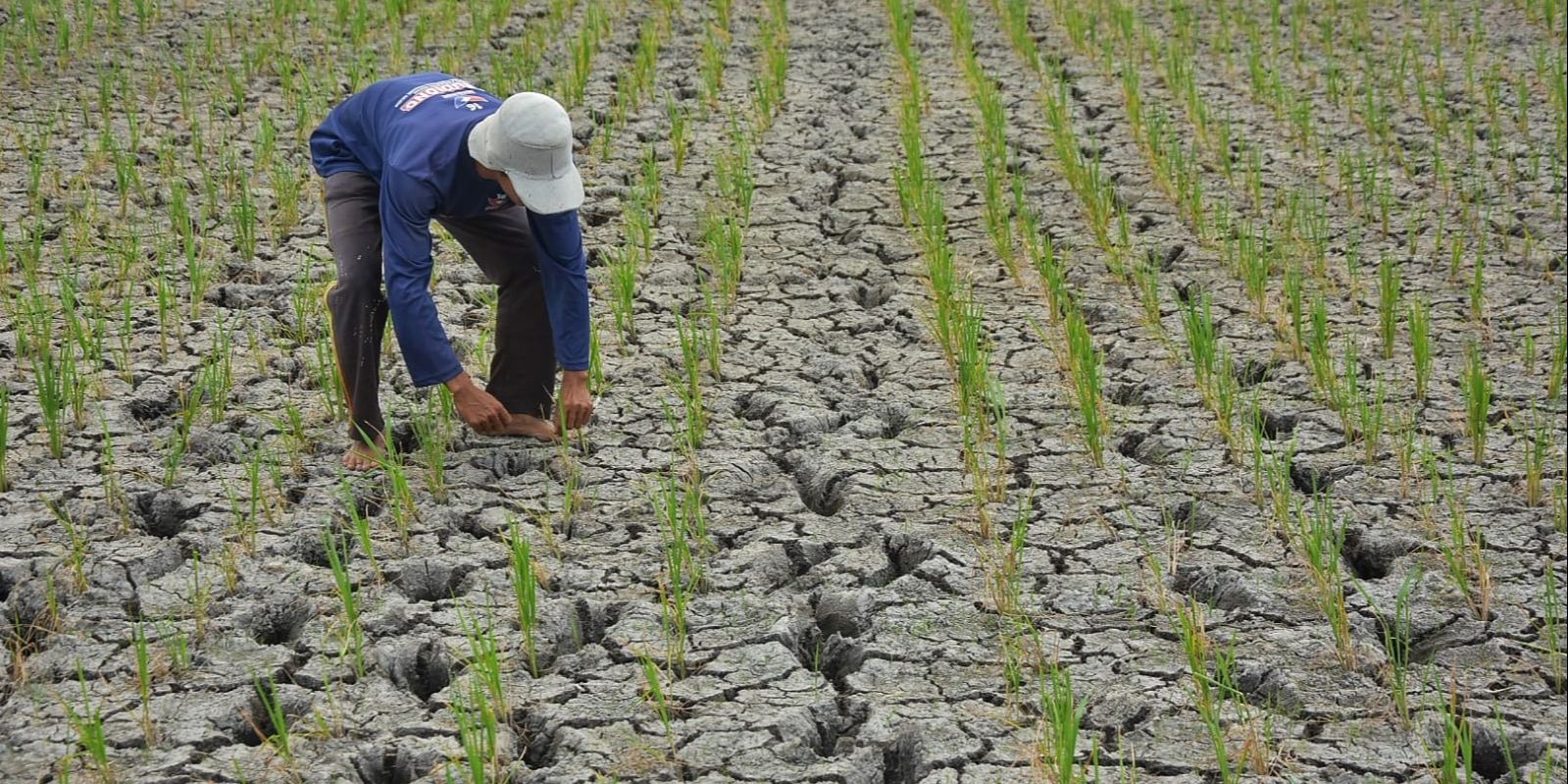 Ribuan Ha Lahan Pertanian Kekurangan Air, Pemkab Bekasi Keluarkan Status Darurat Bencana Kekeringan