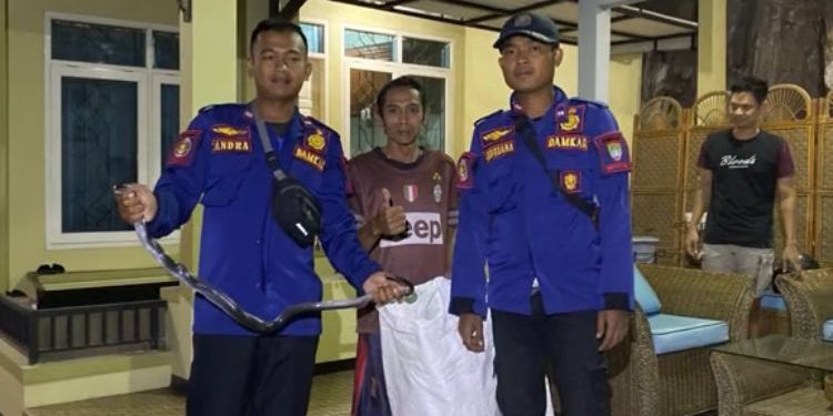 Viral Momen Damkar Bantu Evakuasi Ular Kobra di Rumah Warga, Aksinya Tuai Pujian