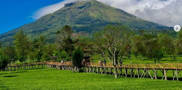 Pesona Kebun Teh Sikatok, Wisata Edukatif di Lereng Gunung Sindoro dan Surga Bagi Pecinta Fotografi