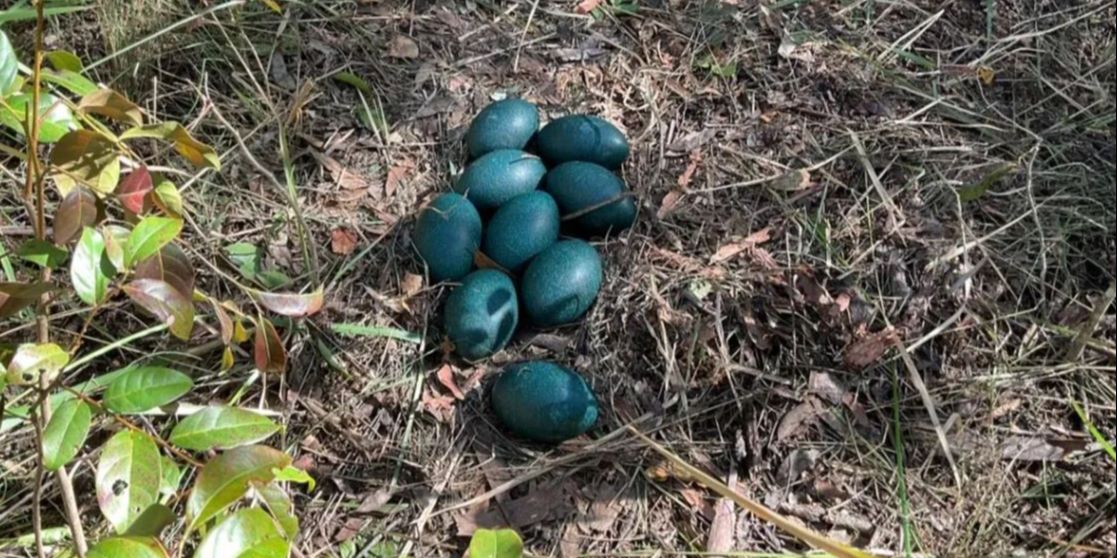 Pegawai Kehutanan Temukan 10 Butir Telur Paling Langka, Mirip Batu dengan Warna Hijau Gelap