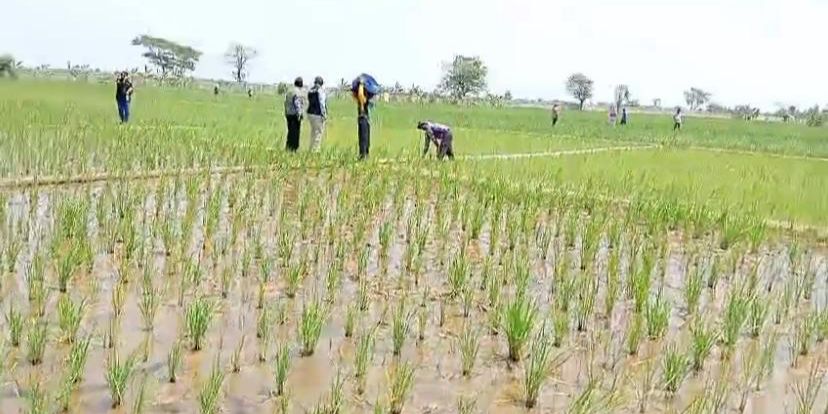 Kementerian Pertanian Dapat Jatah Anggaran Rp29,37 Triliun di Tahun 2025