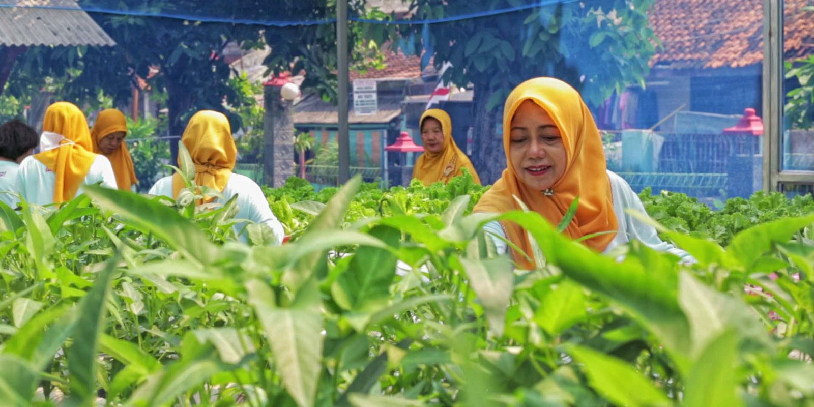 Urban Farming Jadi Solusi Bantu Ketahanan Warga Jakarta