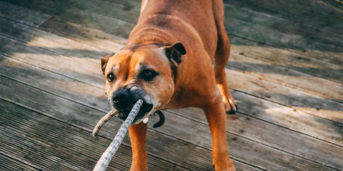 Viral Warga di Semarang Diserang Anjing Hingga Mendapat 12 Luka Jahitan