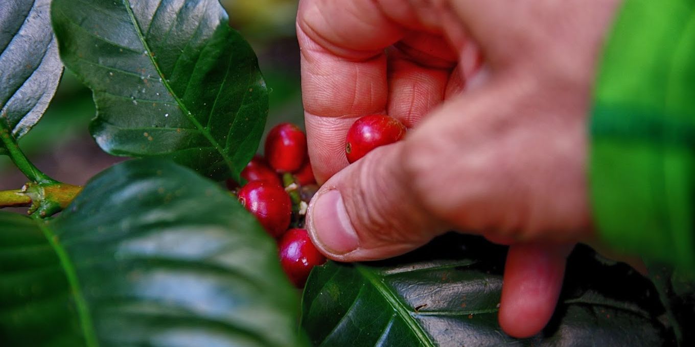 3 Fakta Situbondo Surganya Kopi dan Tembakau, Wisatawan Bisa Lihat Pengolahan Kopi dan Menikmati Pemandangan Indah