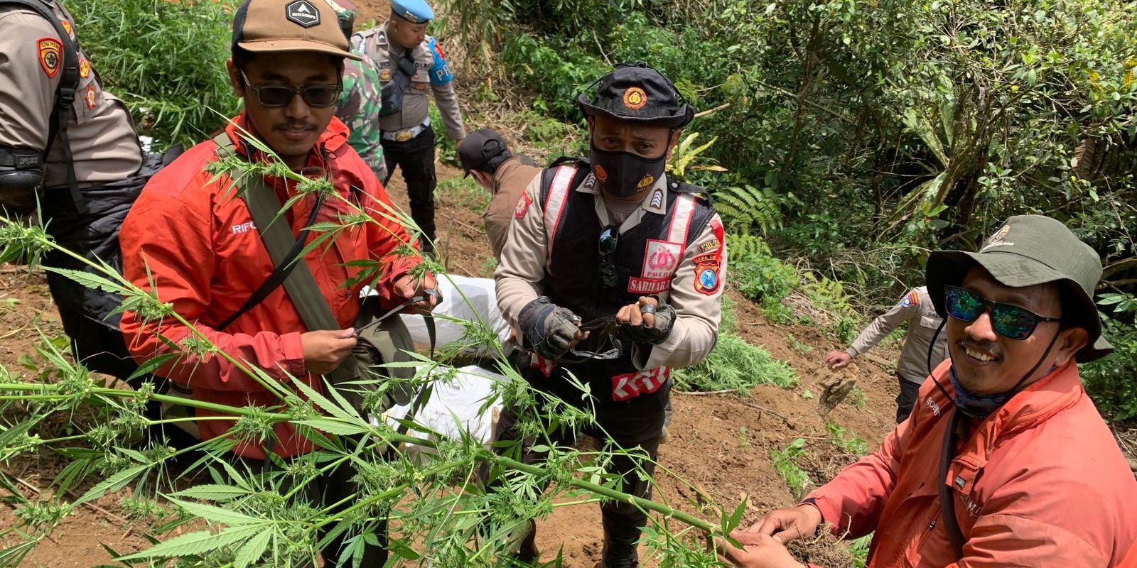 Penemuan Ladang Ganja di Lereng Gunung Semeru