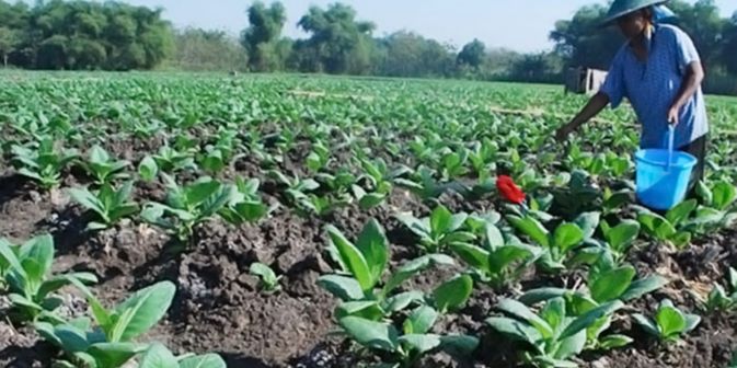 Petani Minta Pemerintah Kaji Ulang Aturan soal Tembakau, Ajak Industri Hulu Hingga Hilir