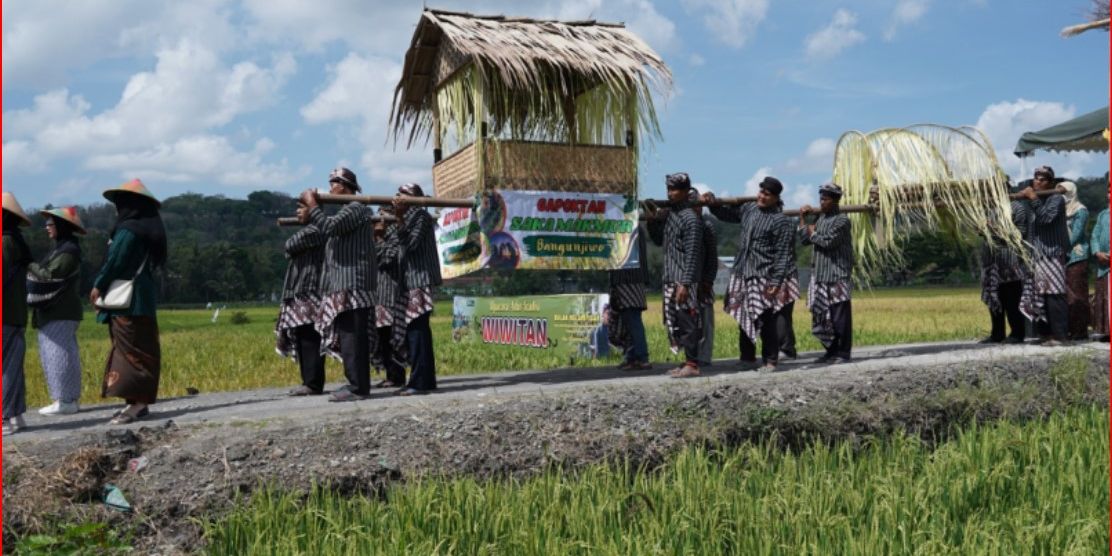 Melihat Tradisi Wiwitan Panen Padi di Jogja, Tetap Dilestarikan di Tengah Perkembangan Teknologi