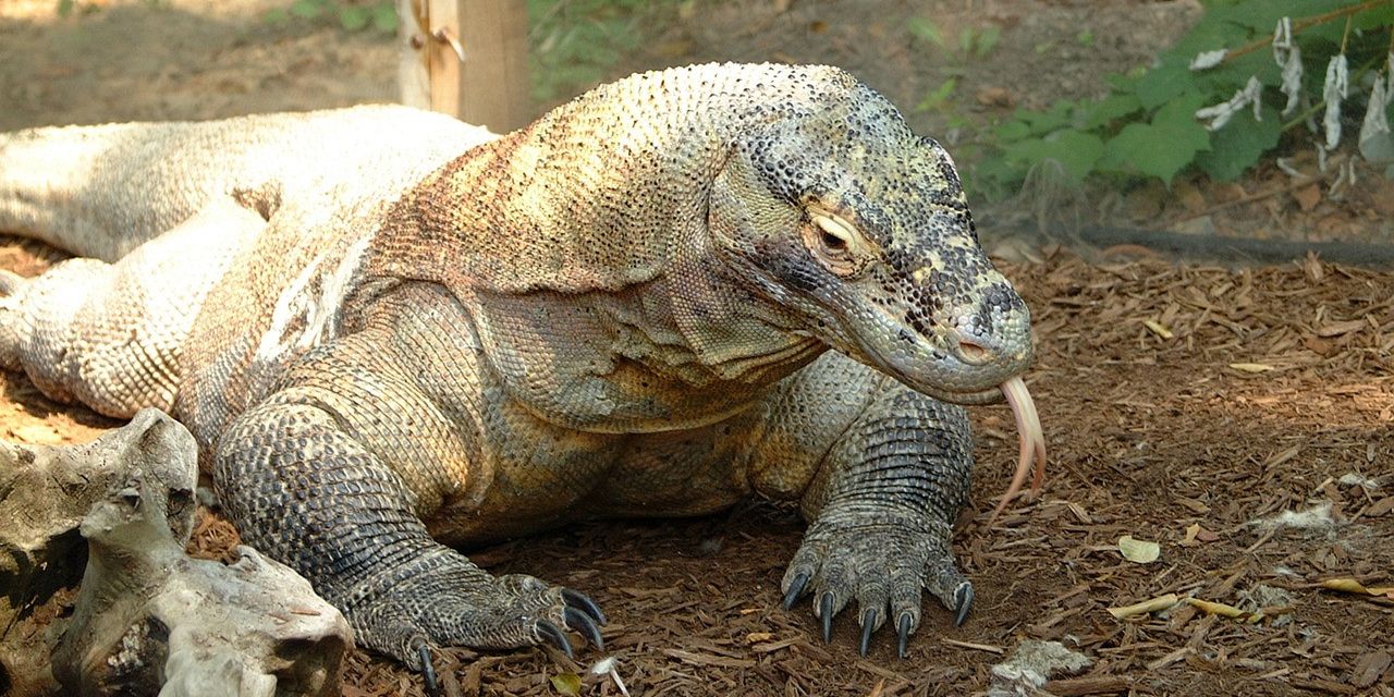 Fakta Komodo, Hewan Endemik Indonesia yang Terancam Punah