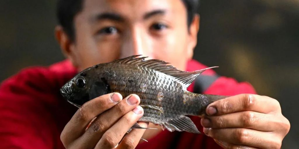 Thailand Panik, Serbuan Ikan 'Alien' Rusak Lingkungan dan Ekonomi, Sudah Menyebar di 17 Provinsi