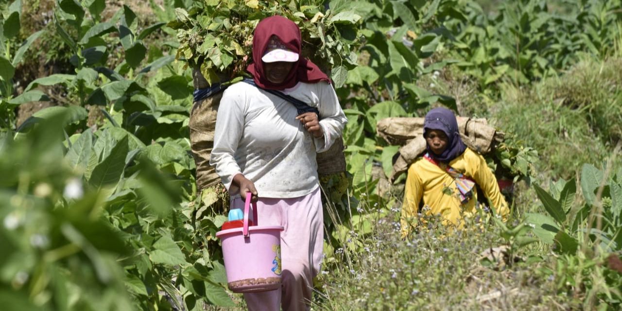 Ungkap Data, Kemenperin Khawatir Aturan Rokok Polos Tanpa Merek Picu PHK dan Rugikan Ekonomi RI