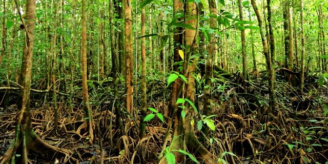 Akar Bajakah Asli Kalimantan: Obat Tradisional Dayak untuk Lawan Kanker