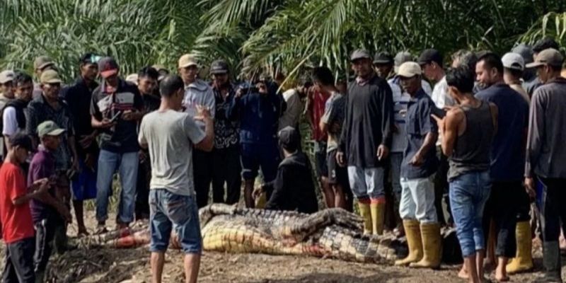 Kronologi Pemancing Diterkam Buaya Muara Besar di Rokan Hilir, Bagian Tubuhnya Sudah Tak Utuh